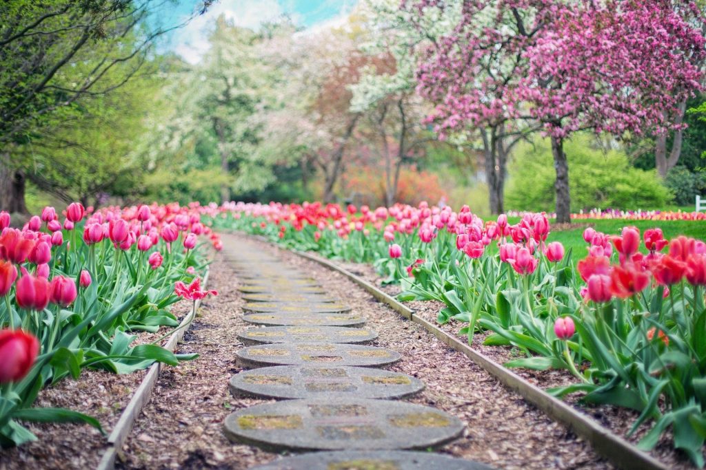 garden path with flowers